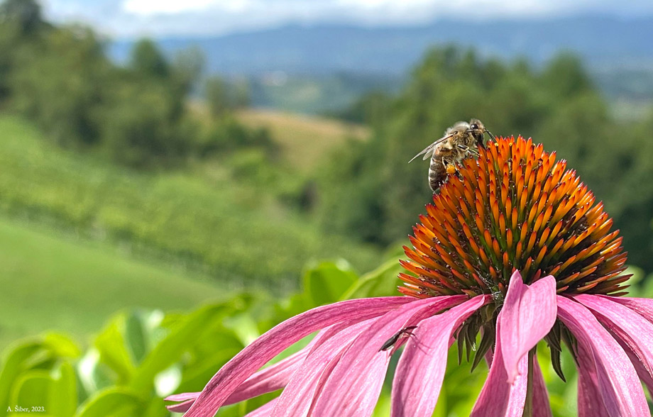 Pčela na purpurnoj rudbekiji