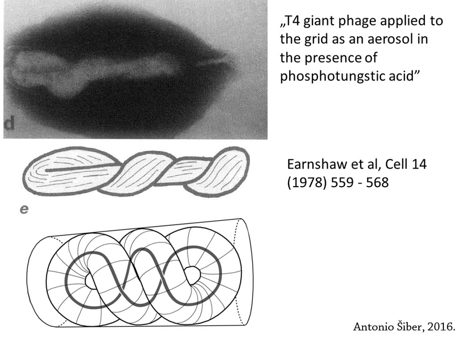 Earnshaw's shape