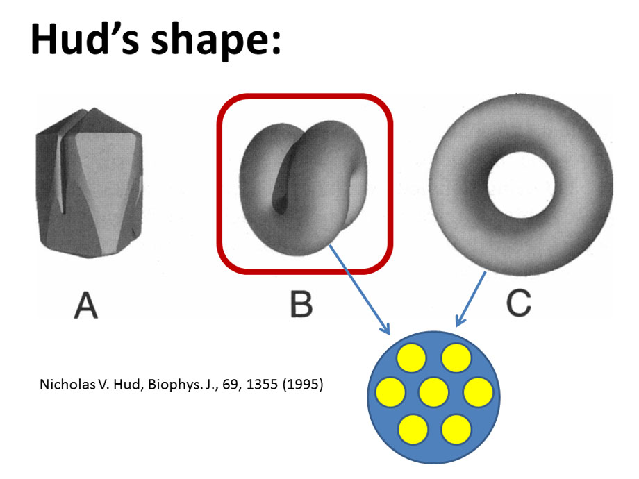 Hud's shape