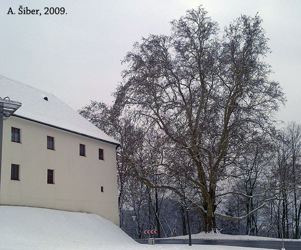 tree, snow, castle, windows, road