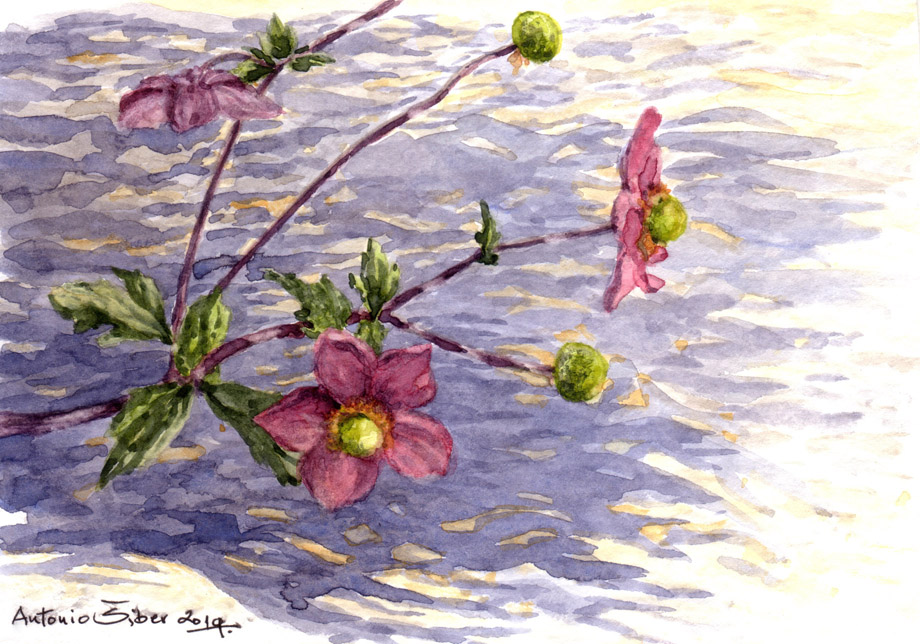 Bijela japanska anemona