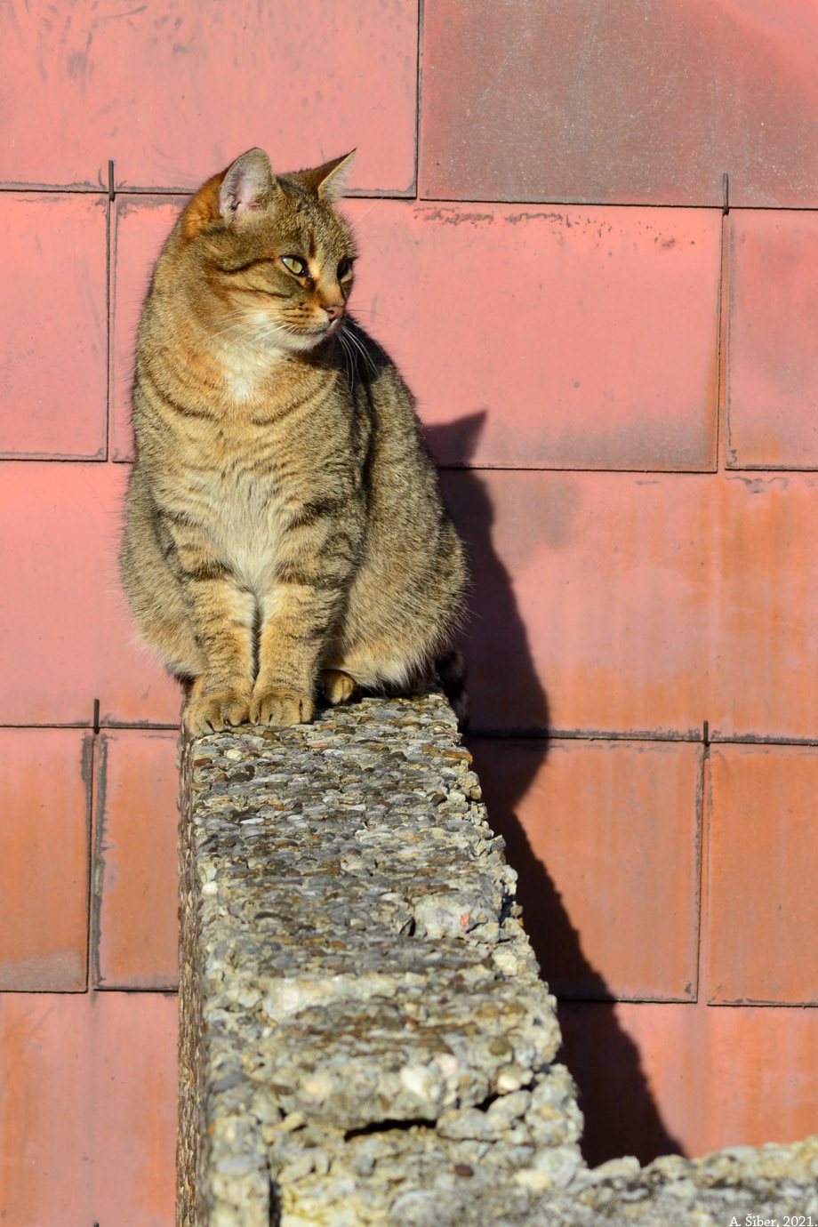 Mačak kod spomen-doma u Kumrovcu