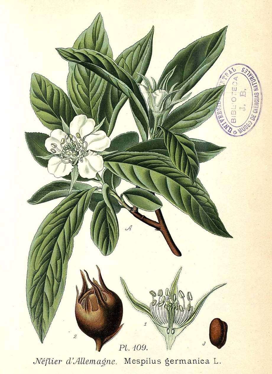 Mušmula, Atlas des plantes de France