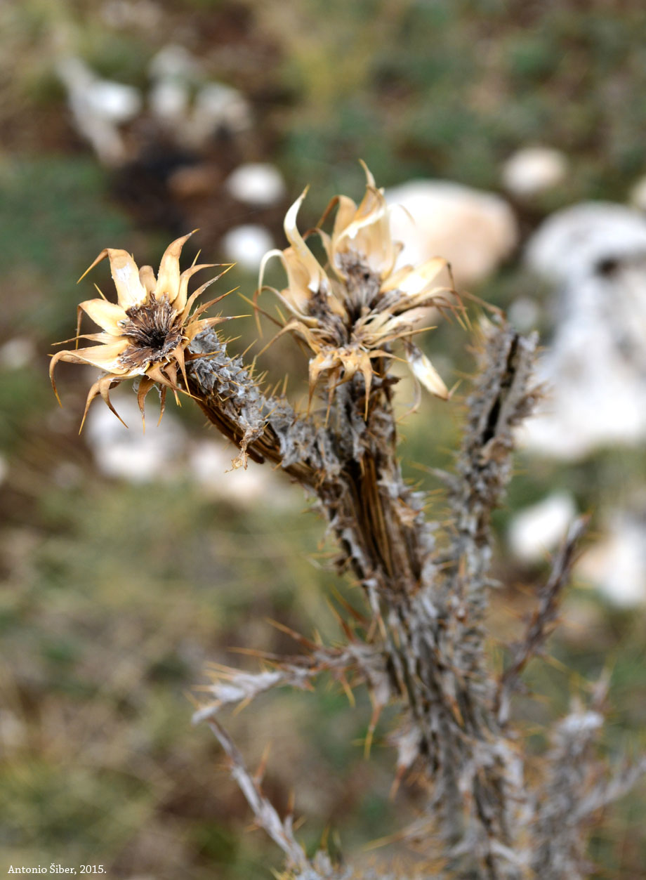 Obzovo, suho cvijeće