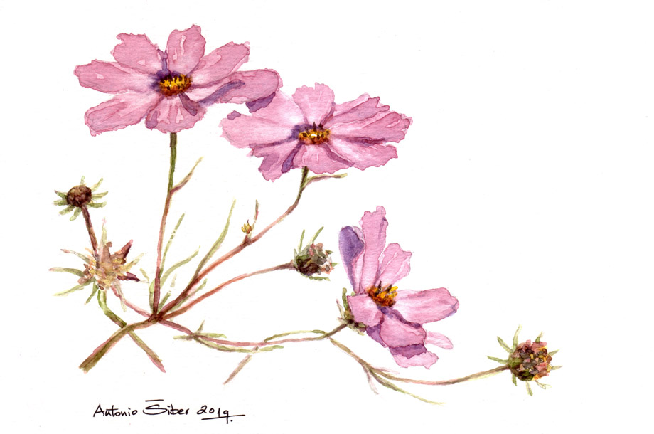 Uresnica, Cosmos bipinnatus, tri cvijeta