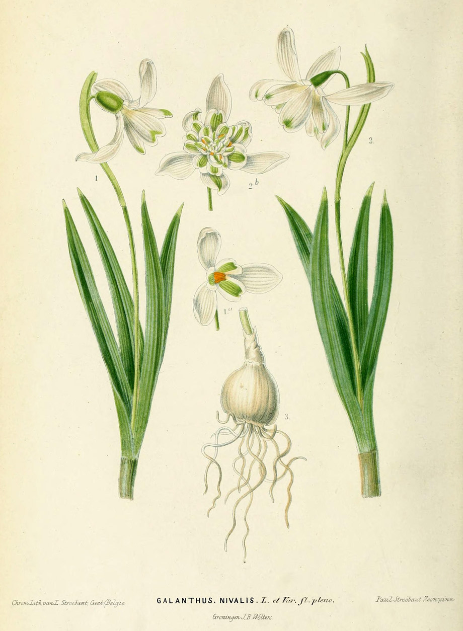 Visibaba, Galanthus, vodene boje, detalj