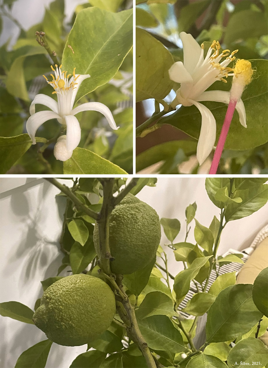 limun, cvjetovi, plod