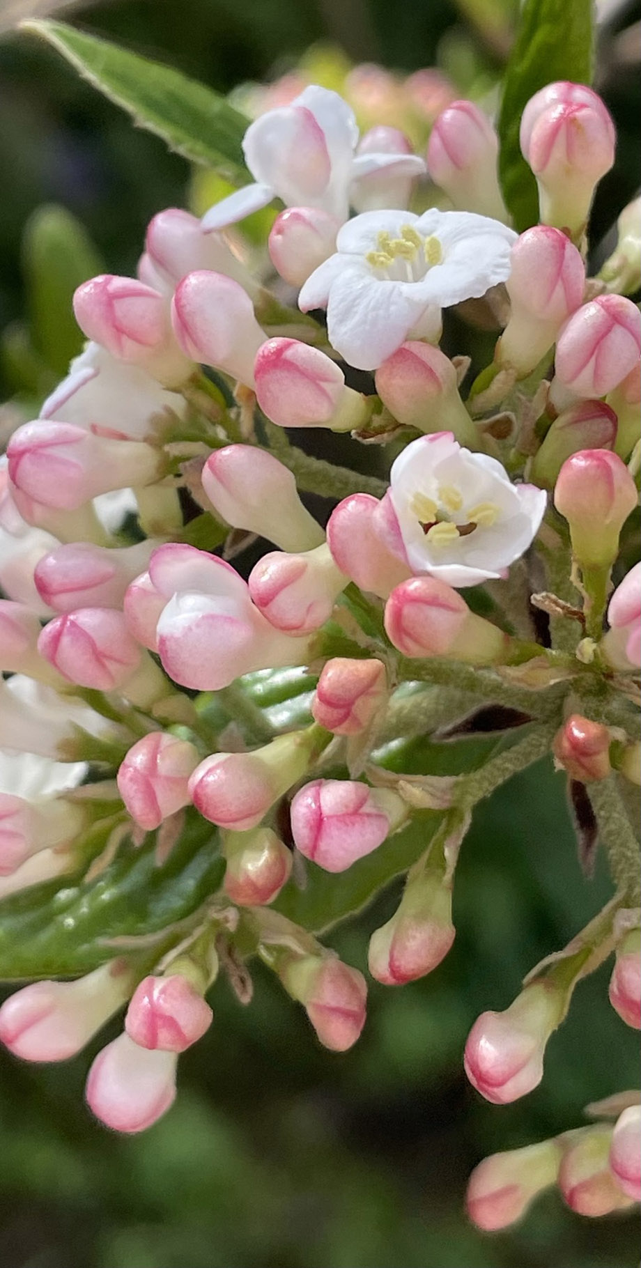 Viburnum carlesii