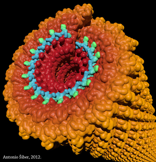TMV virus, RNA i proteini