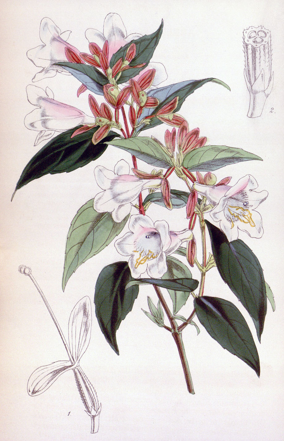Abelia uniflora, Jardin Fleuriste