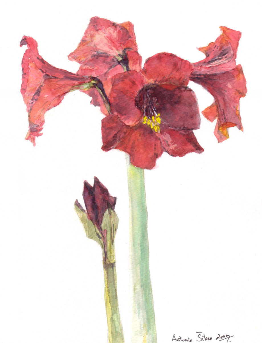 Amarilis, četiri cvijeta i pupoljak, vodene boje