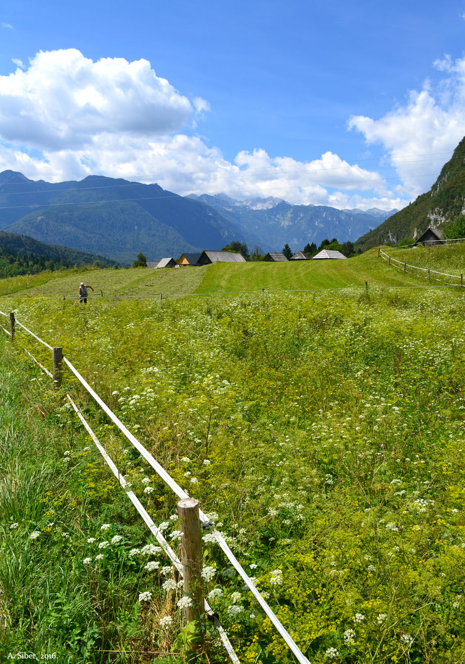 Pogled prema Srednjoj Vasi, Bohinj