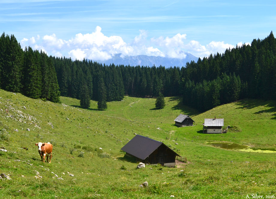 Pokljuka, planina