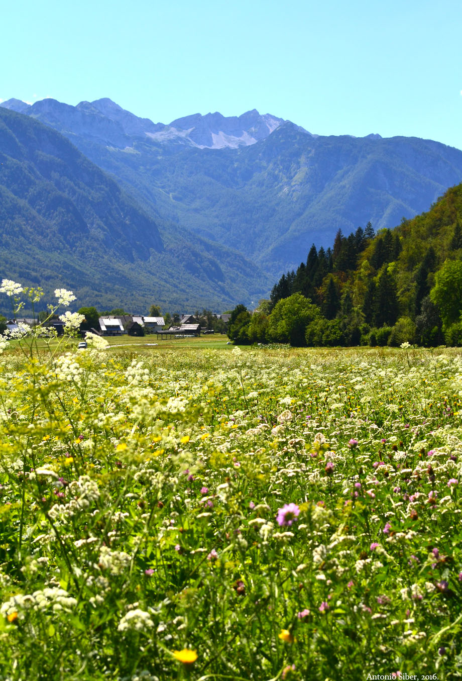 Pogled prema Srednjoj Vasi, Bohinj