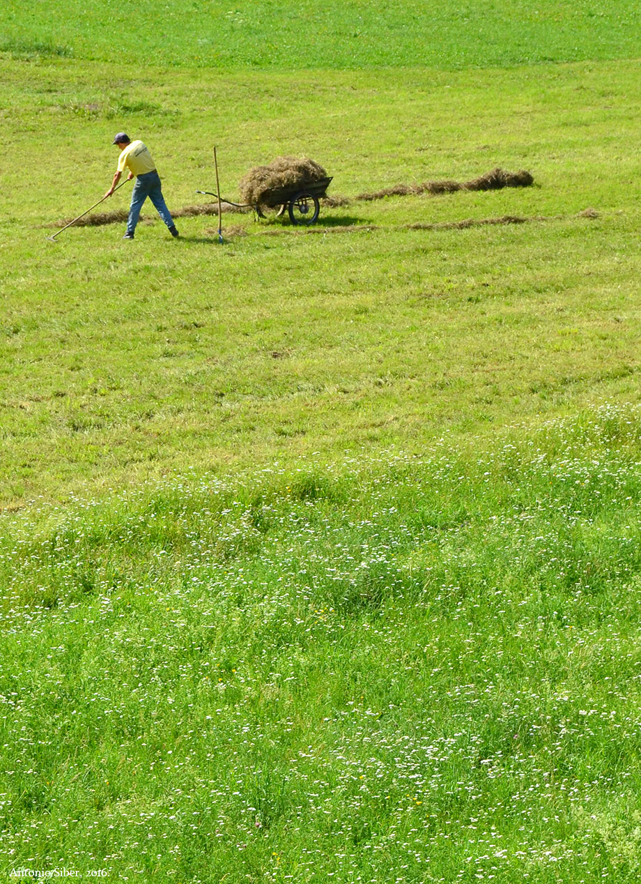Bohinjska Bistrica, seljak skuplja travu