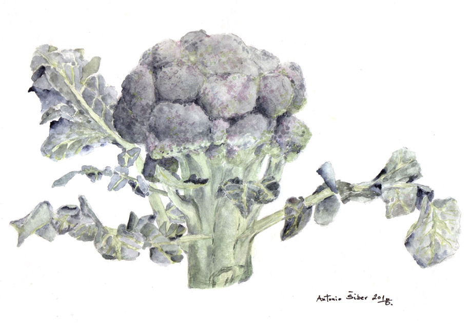 Brokula, Brassica oleracea