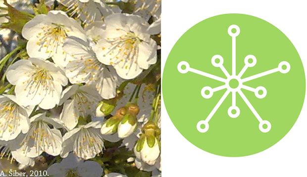 trešnjin cvijet i logotip Instituta za fiziku