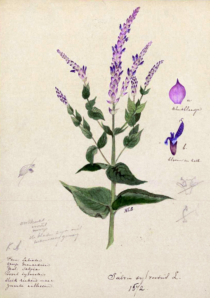 Salvia sylvestris