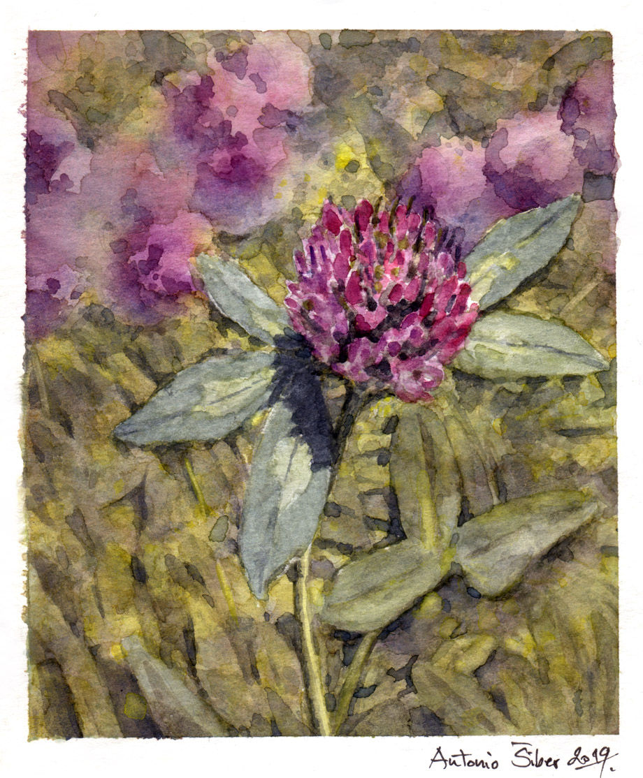 Djetelina, Trifolium pratense, vodene boje