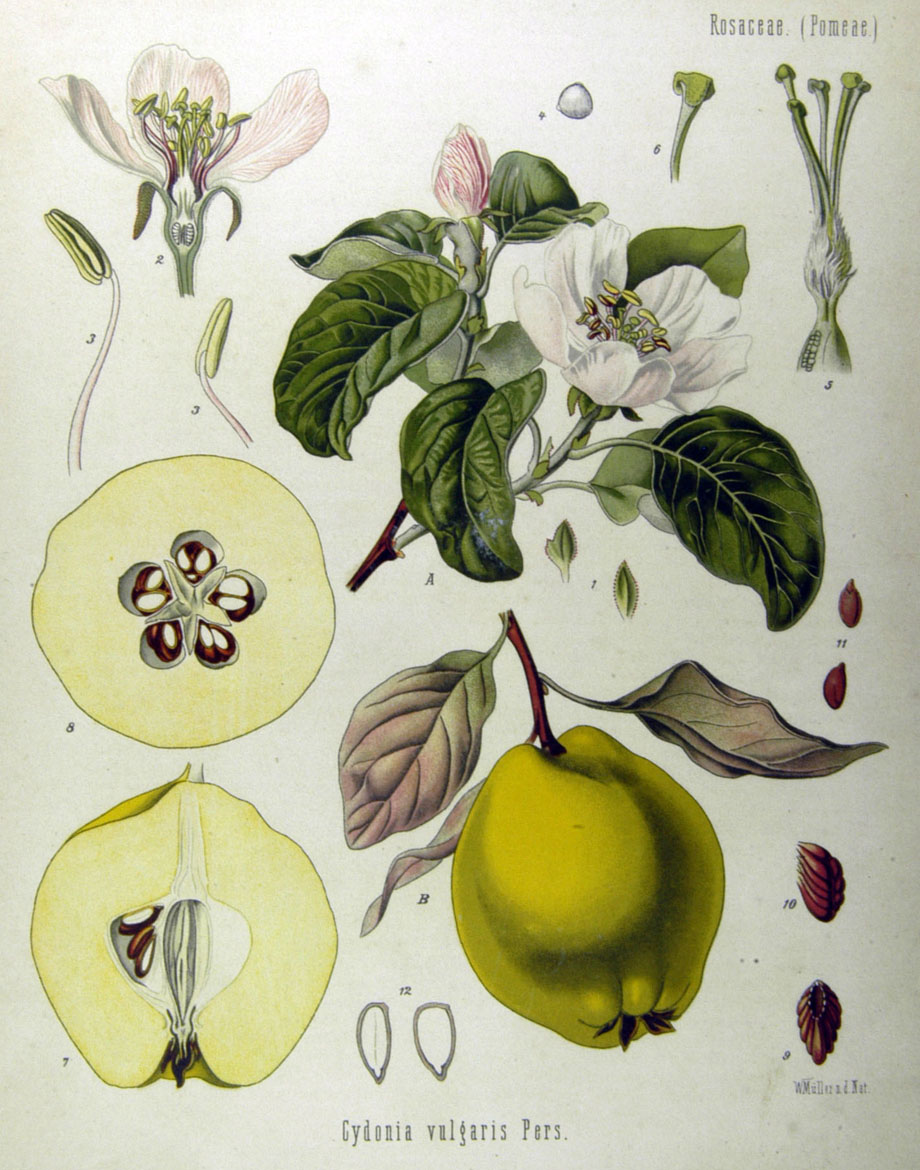 Dunja, ilustracija, Kohler, Medizinal Pflanzen