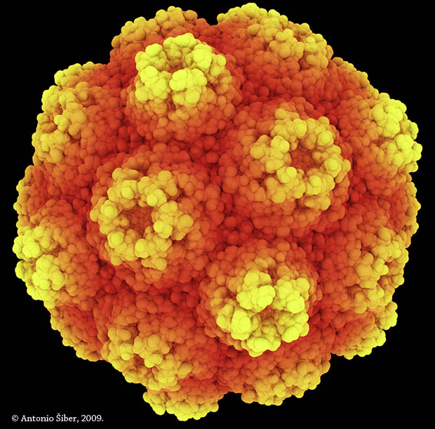 turnip yellow mosaic virus