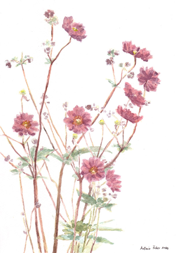 Japanese anemone, watercolor