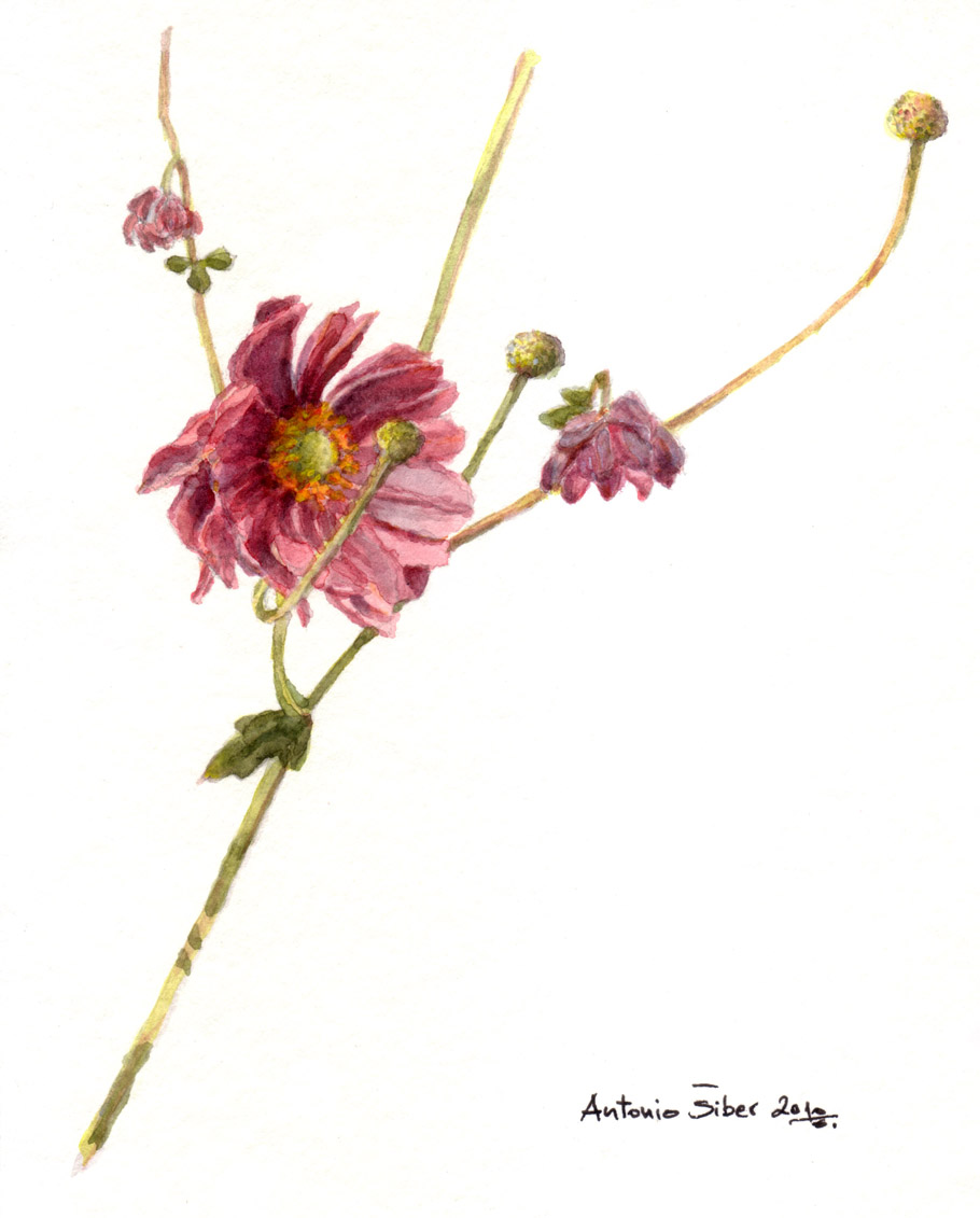 Višeredna japanska anemona
