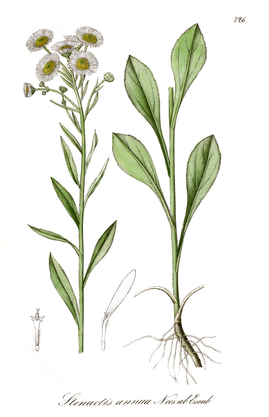 Eigeron annuus, A. Dietrich, Flora regni Borussici.