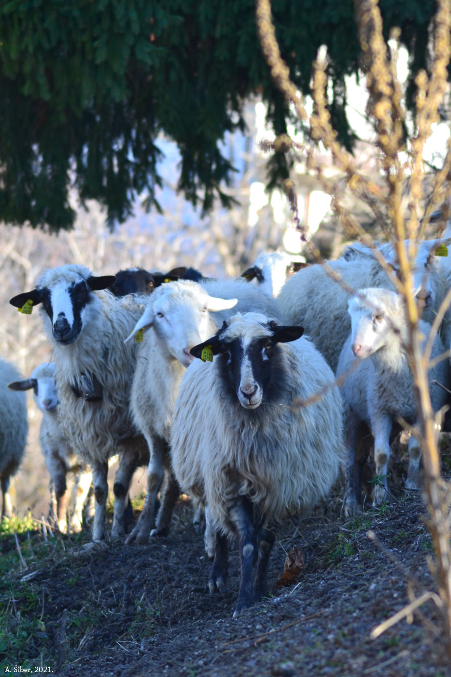 Ovce u Stojdragi