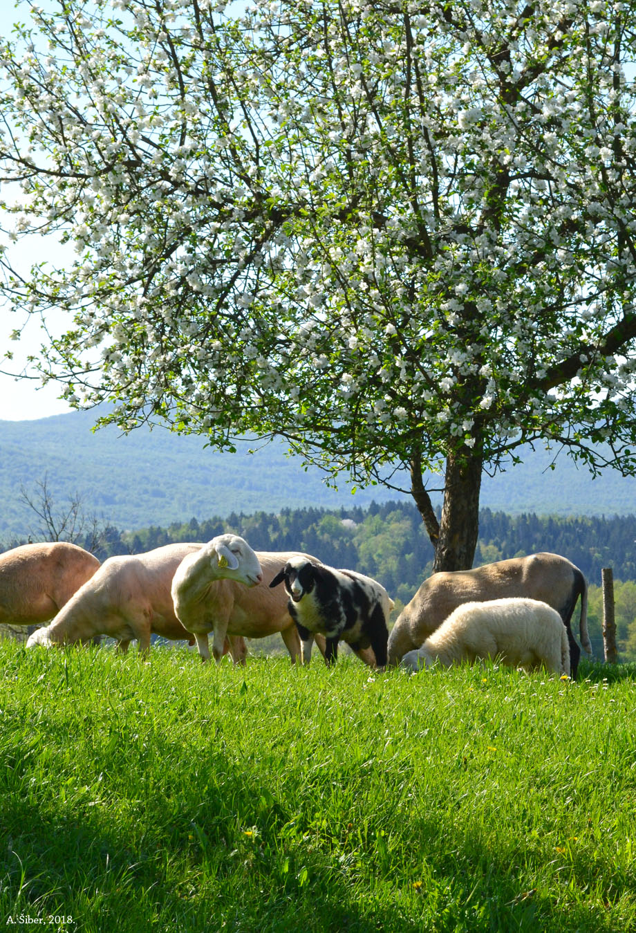 Lahinja, ovce