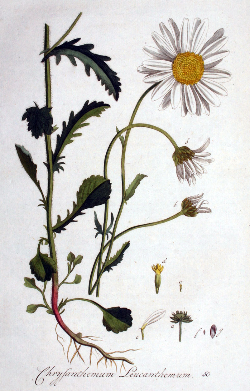 Flora Batava, margareta