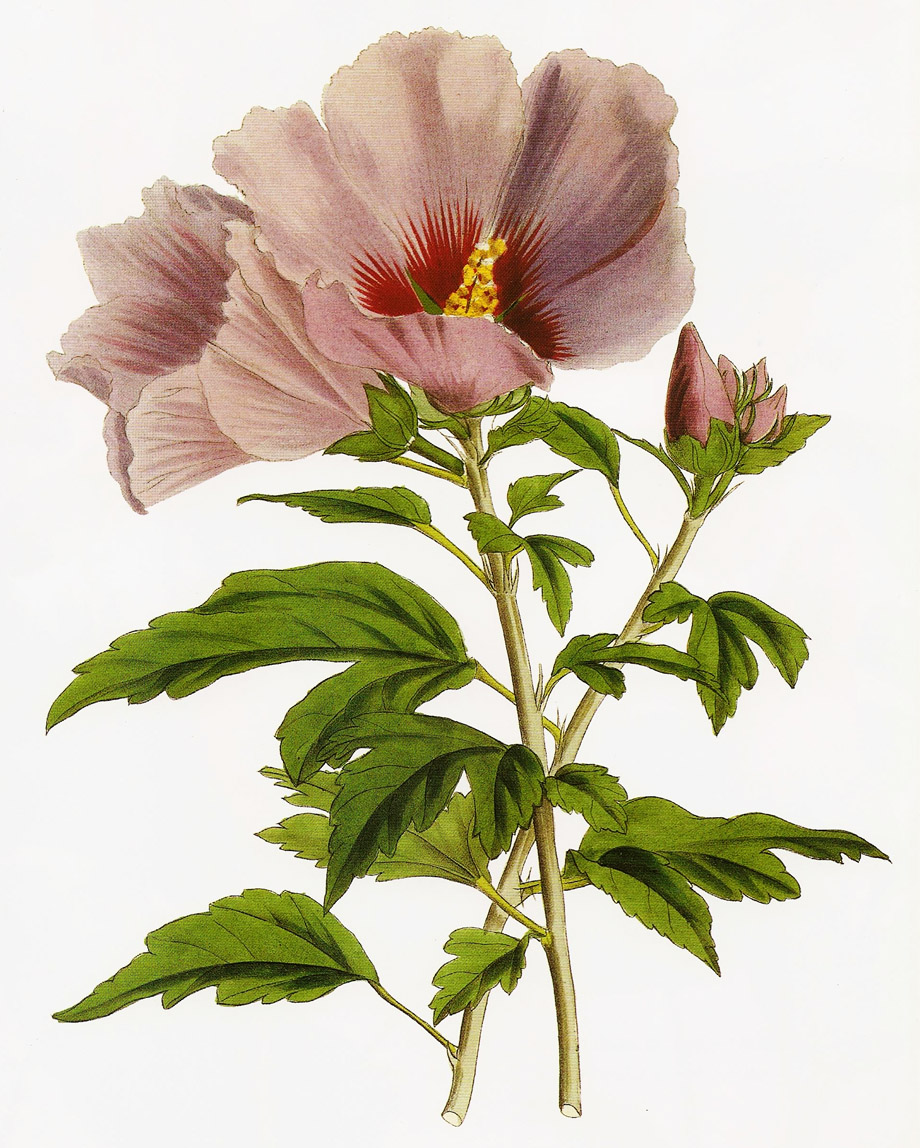 Hibiscus syriacus chinensis from Paxton's Flower Garden
