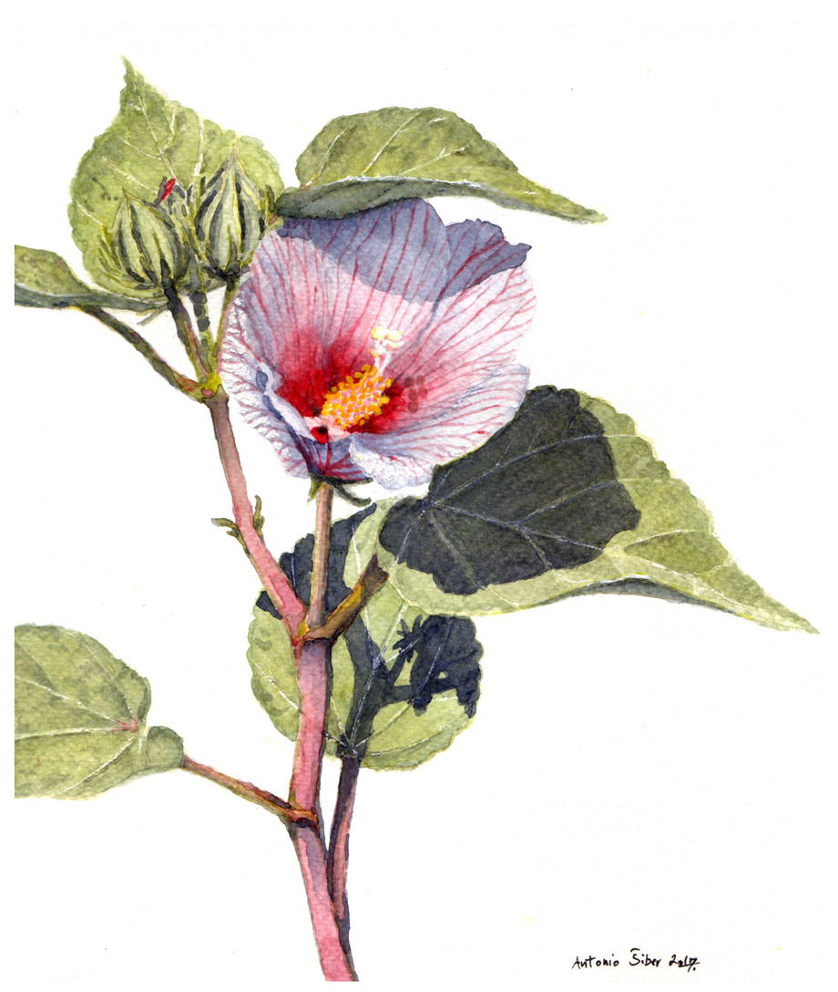 Močvarni hibiskus, cvijet