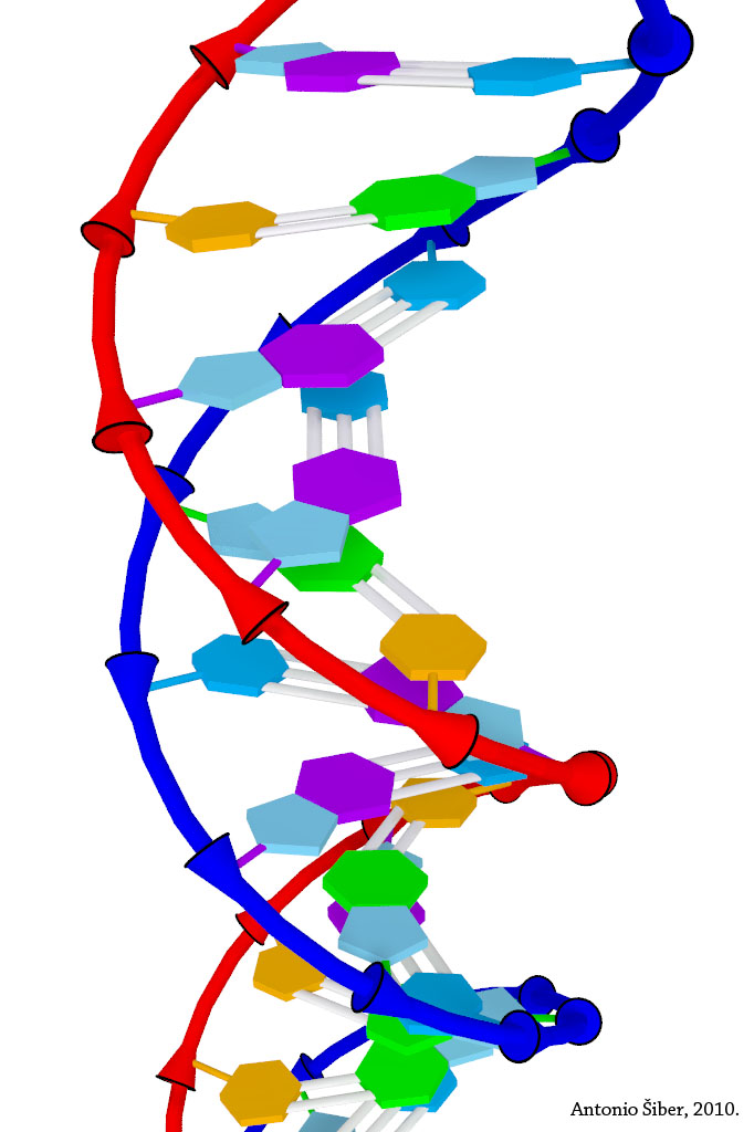 DNA model, PovRAY