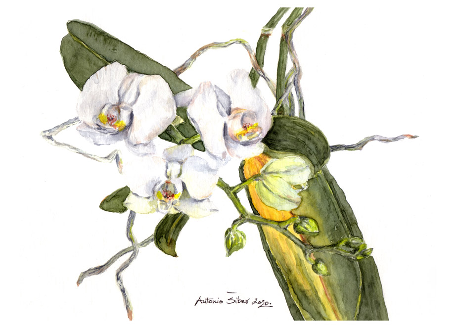 Bijela orhideja