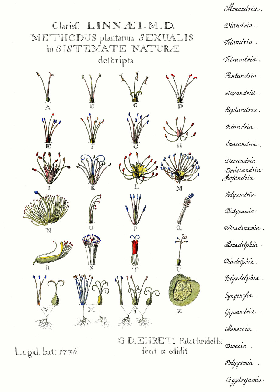 Systema Naturae, Ehretova ilustracija Linnaeusove klasifikacije