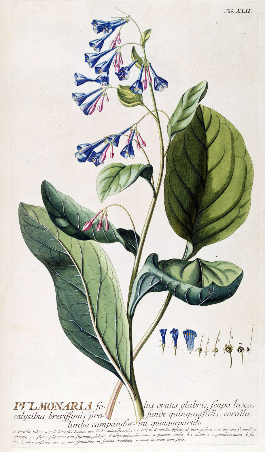 Pulmonaria, Plantae Selectae