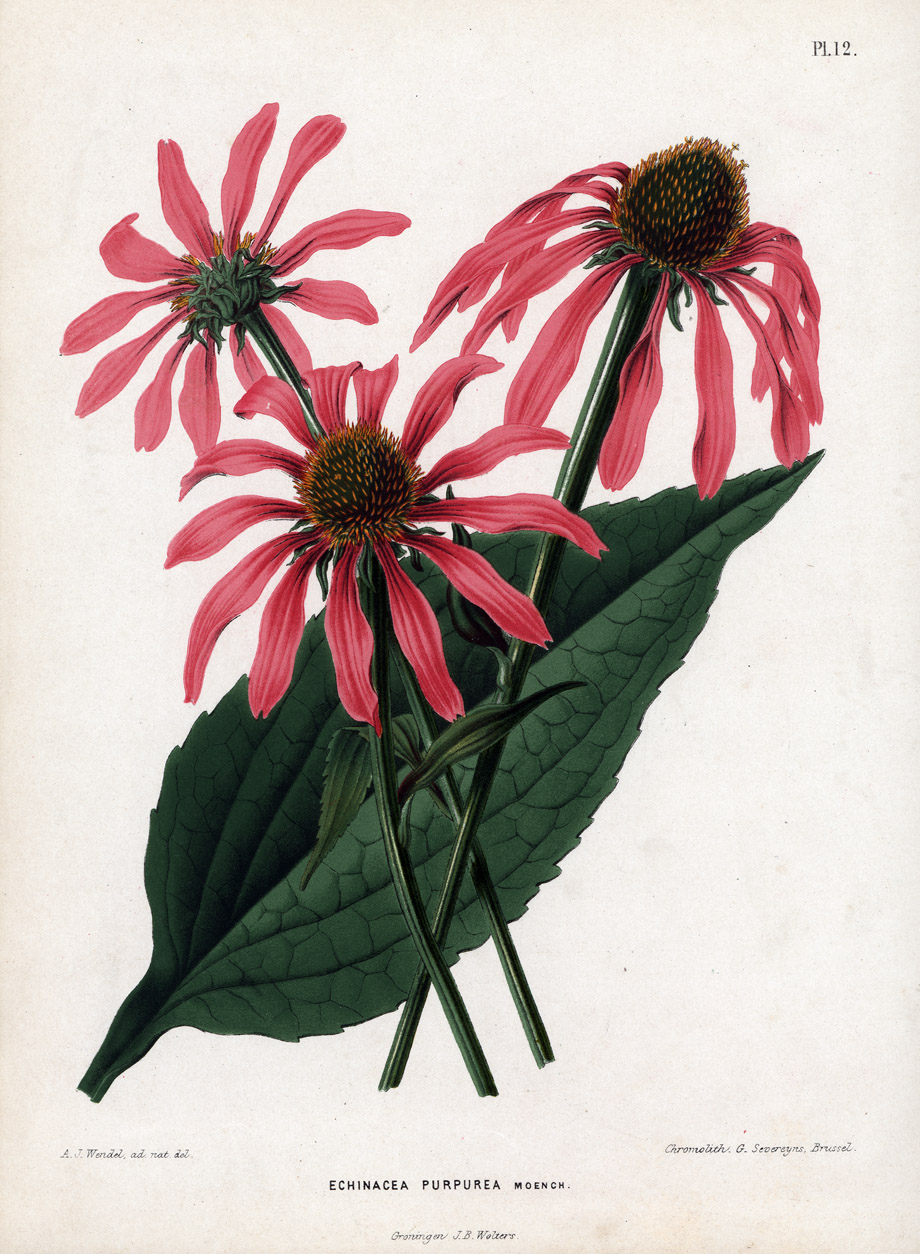 Echinacea purpurea, Flora (1868)