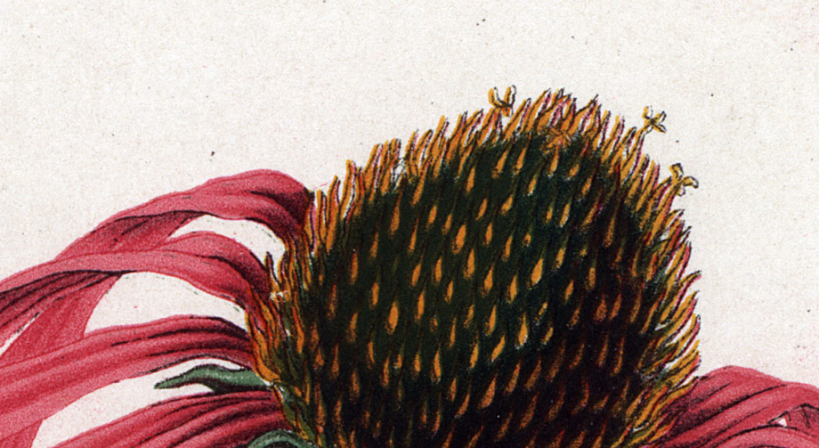 Echinacea purpurea, Flora (1868)