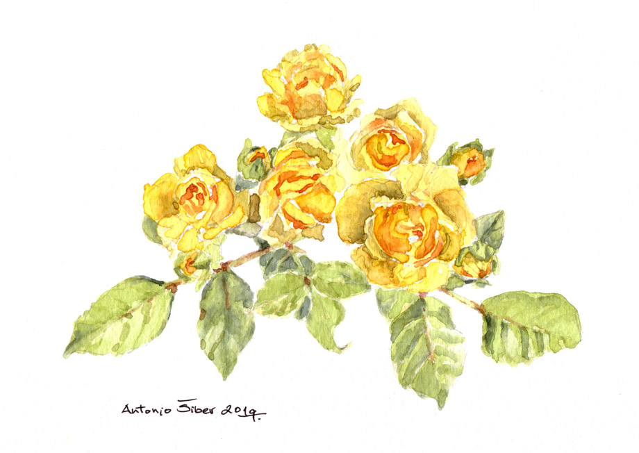 Žute ruže, vodene boje