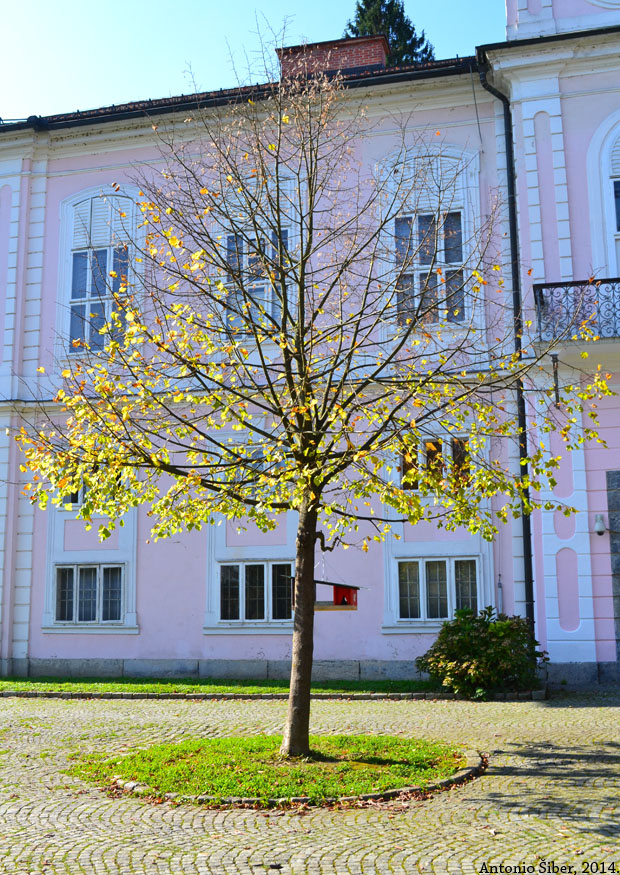 Drvo, Tivoli