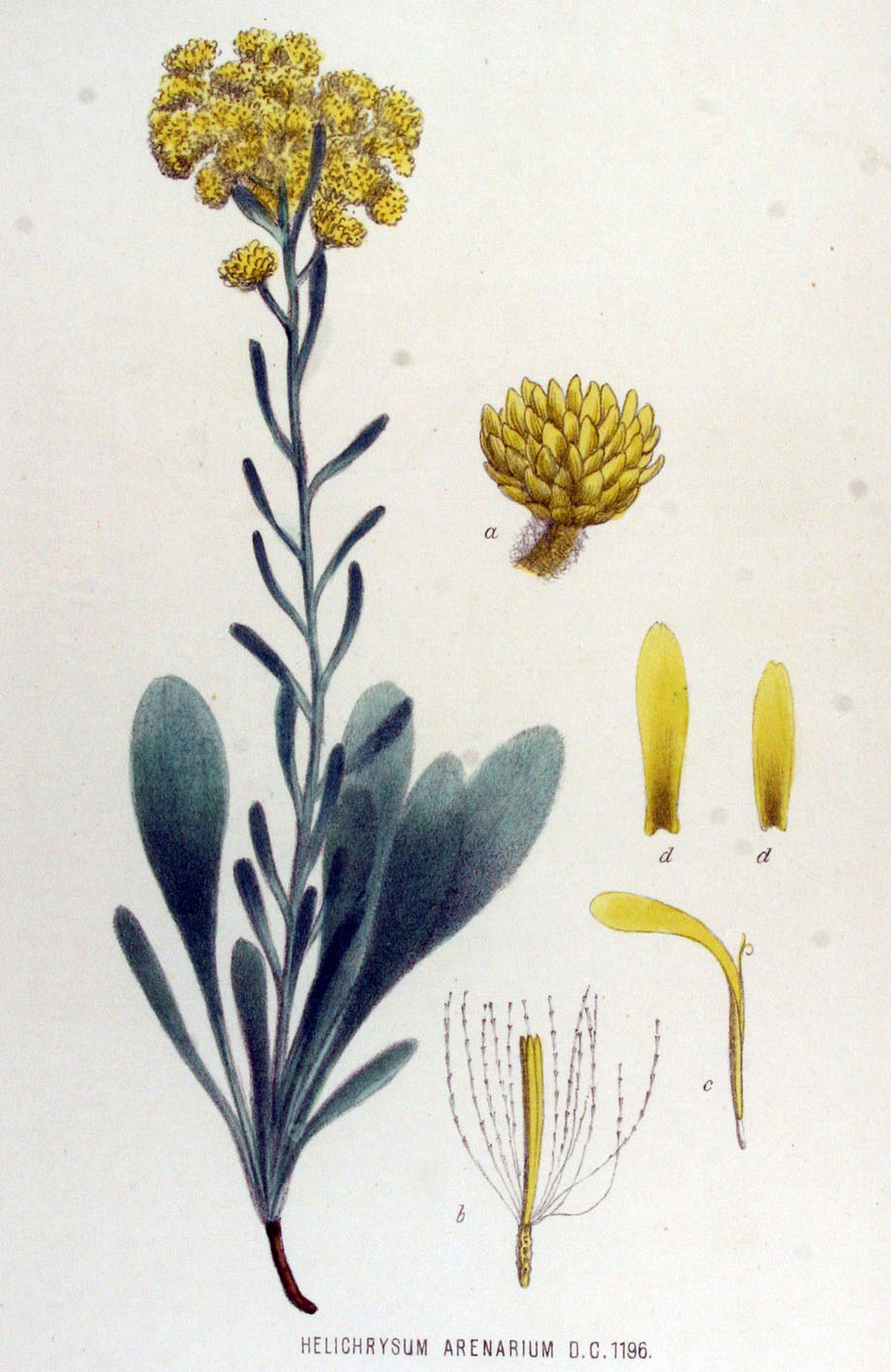Smilje, Helichrysum arenarium