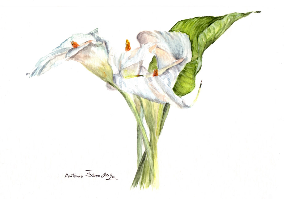 Sobna kala, Zantedeschia aethiopica, vodene boje