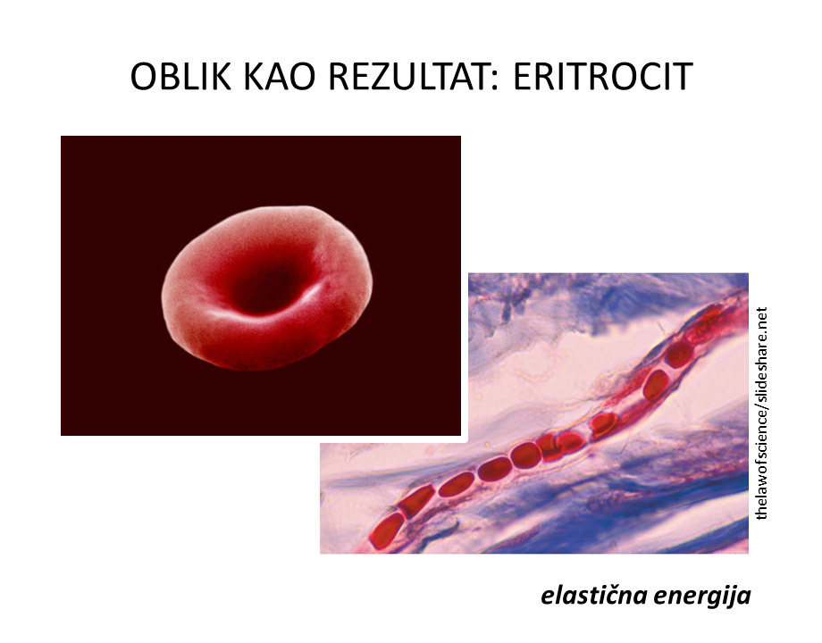 Eritrociti i kapilara