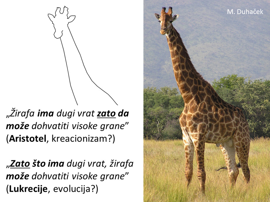 Teleologija, žirafa