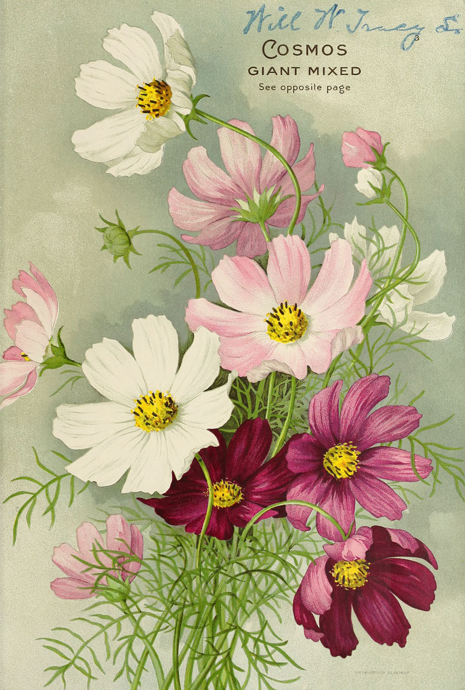 Cosmos, Seed annual, D.M. Ferry & Co.