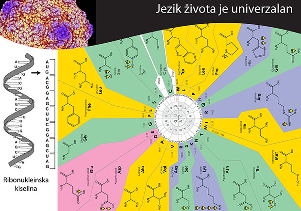 Kod: RNA, DNA i proteini