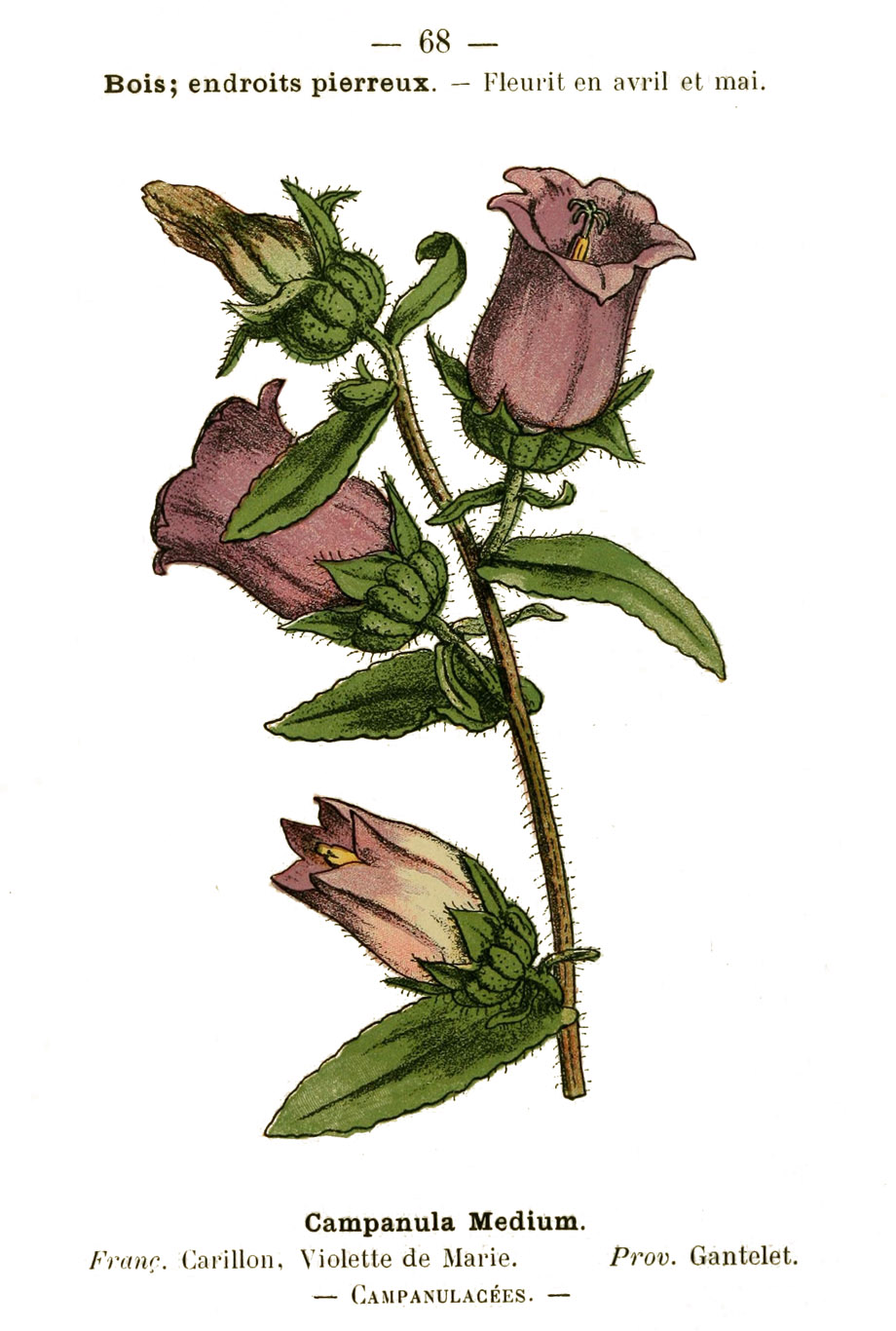 Vrtni zvončić, Campanula medium, Penzig