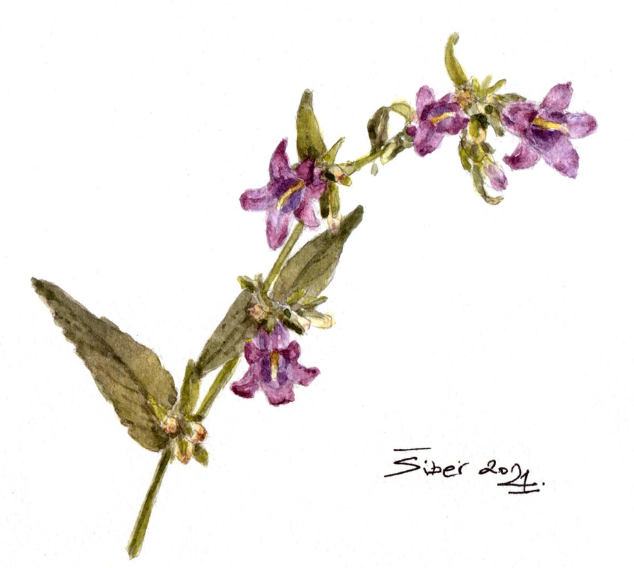 Koprivastolisni zvončić, Campanula trachelium L, vodene boje